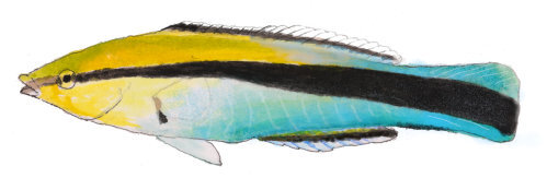 裂唇魚