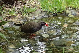 2018年9月2日至8日，琉球大學理學部生物系與本校理學院生命科學系進行第三年聯合授課的全英文暑期課程。第一年的國際聯合課程-田野生物學由琉球大學伊澤雅子及傳田哲郎教授主辦，於琉球大學校區上課。第二年課程由本校生命科學系開設國際聯合課程，由本系廖啟政與陳怡惠副教授負責授課及主辦所有課程事宜。今年則再輪至琉